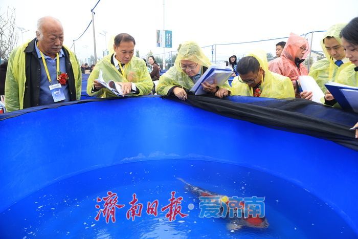 一尾锦鲤搅动泉城：大赛背后的济南产业振兴密码