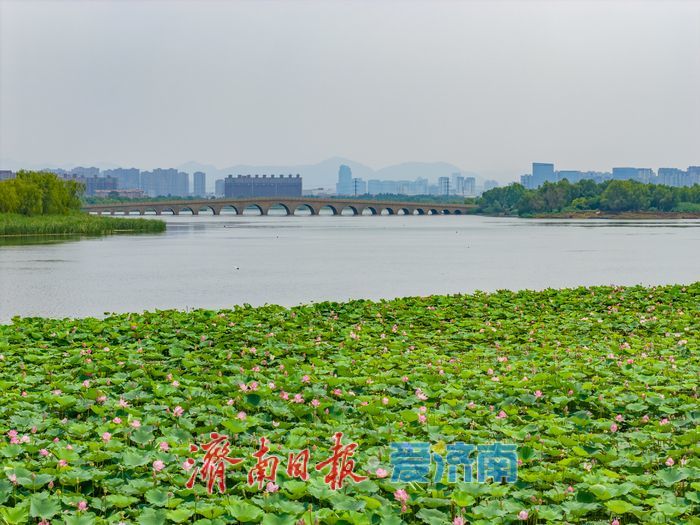 一年四季 泉在济南丨接天莲叶无穷碧，华山湖进入最佳赏荷期