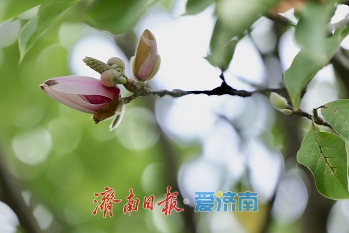 一年四季 泉在济南丨初秋济南百花公园现奇景 玉兰花二度绽放添生机