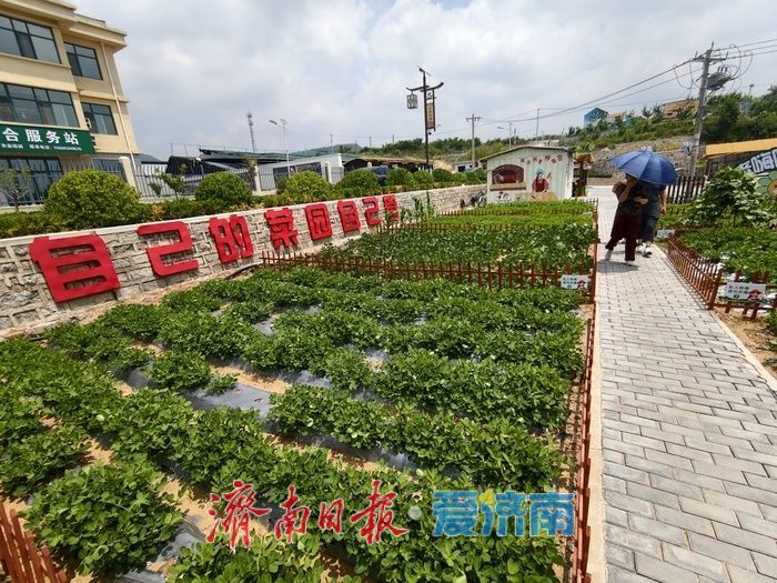 共享菜园激活城乡共生新图景