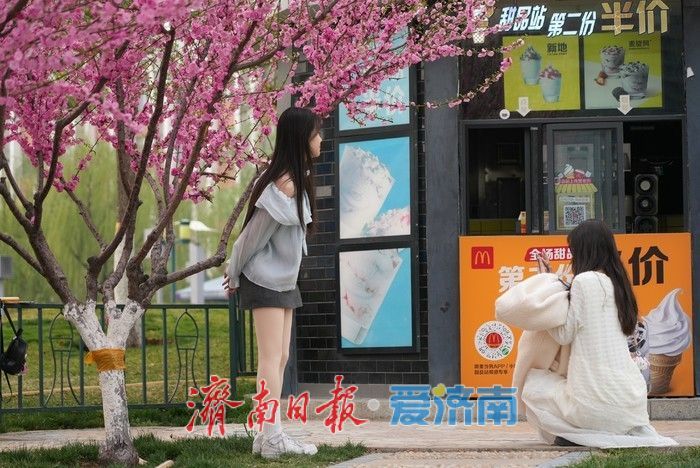 济南泉城广场榆叶梅“花漾”绽放！