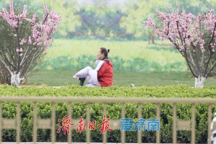 一年四季 泉在济南丨梅香满径！经十路梅花盛放，绘就济南春日街景