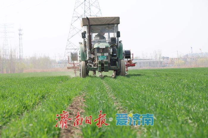 黄河北岸麦田 “滴灌解渴” 科技赋能夏粮增产