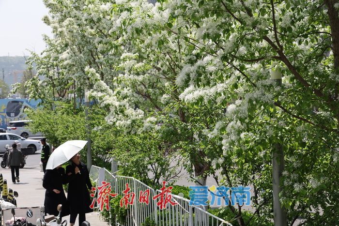 济南CBD流苏盛放白如雪