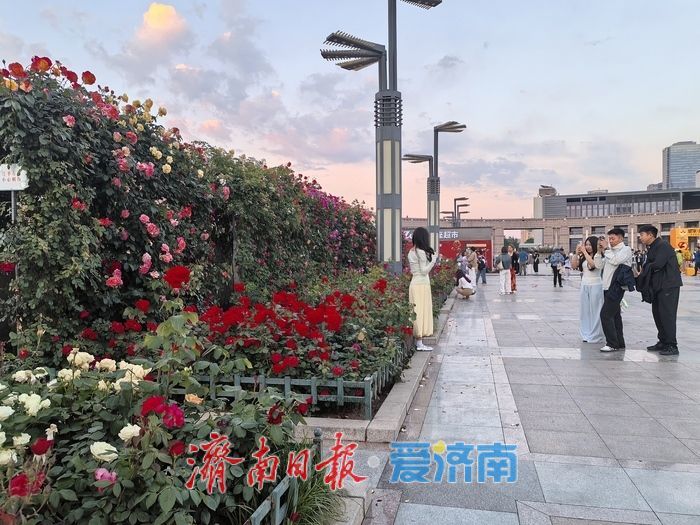 泉城广场月季长廊花开正艳 市民游客抓住长假“尾巴”浪漫打卡