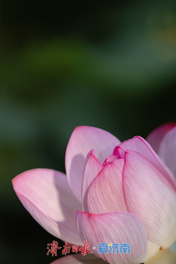 泉城荷韵盛放时，泉城公园荷花迎来最佳观赏期