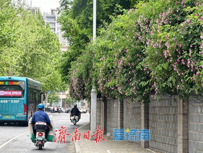一年四季 泉在济南丨蔷薇“花廊”续写春日浪漫