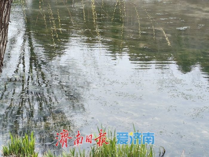 春风拂绿历阳湖 泉城醉美入画来