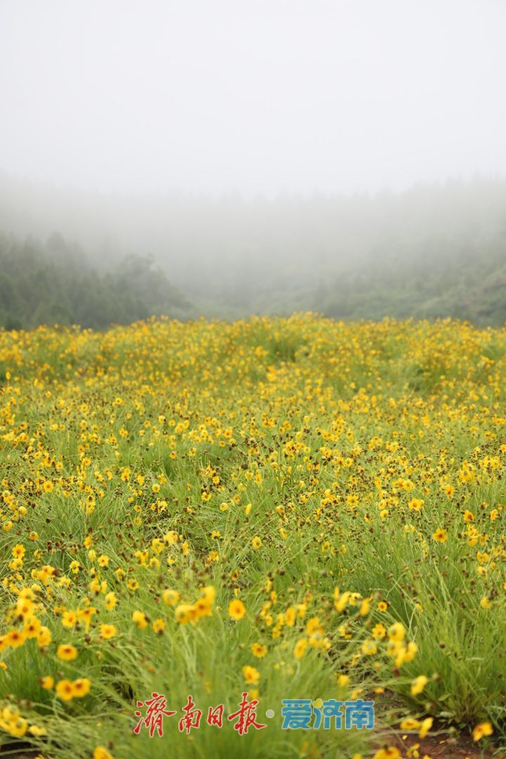 雨中花海添诗意 济南金鸡菊静美宜人