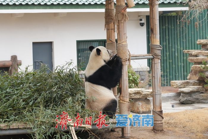 被“憨态可掬”治愈！济南动物园大熊猫成春日最暖风景