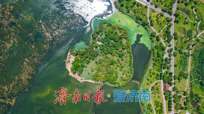 一年四季 泉在济南｜暑气未消立秋至 华山湖绿意盎然生机无限