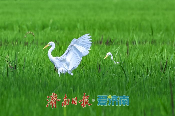 一年四季 泉在济南丨稻田与白鹭共绘乡村优美画卷