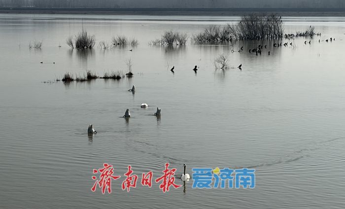 这群“精灵”，将在济南过大年