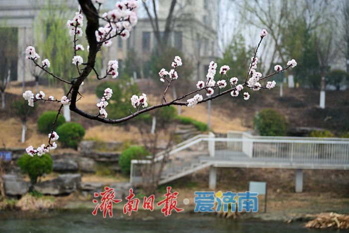一年四季 泉在济南｜腊山河畔春来早 烟雨润得柳色新