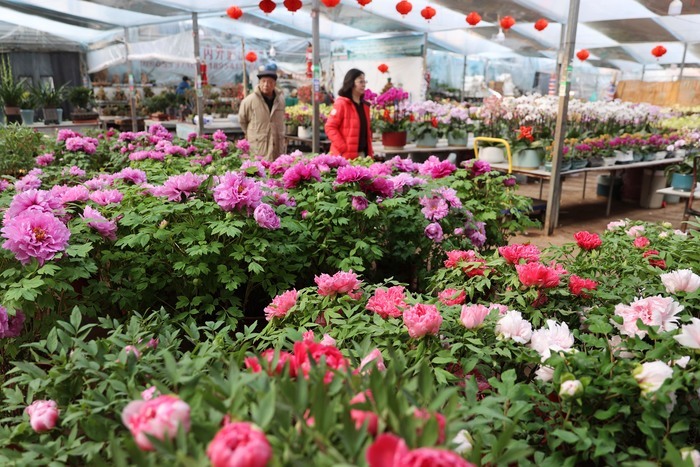 生活䲜䲜！年宵花市正红火，姹紫嫣红迎新春