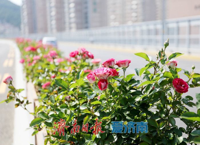 一年四季 泉在济南丨一路繁花，这条月季“花路”惹人爱