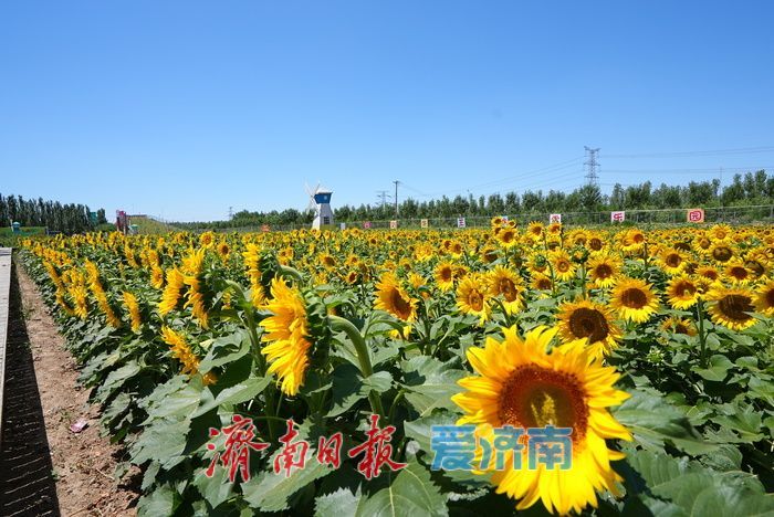 油葵花海绚烂绽放 绘就乡村旅游新画卷