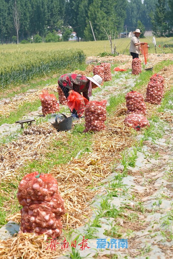 莱芜方下街道：蒜香四溢丰收忙 “蒜盘” 奏响致富曲