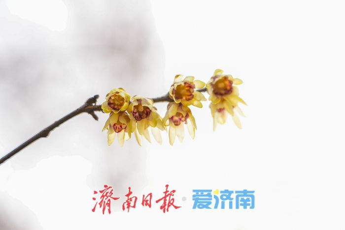 泉城年味气氛组已就位，是“蛇”候过年啦！