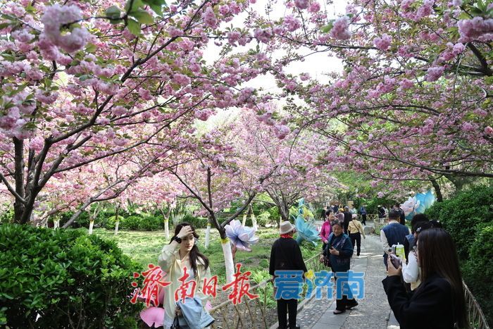 一年四季 泉在济南丨泉城花海醉游人 赏花经济持续升温