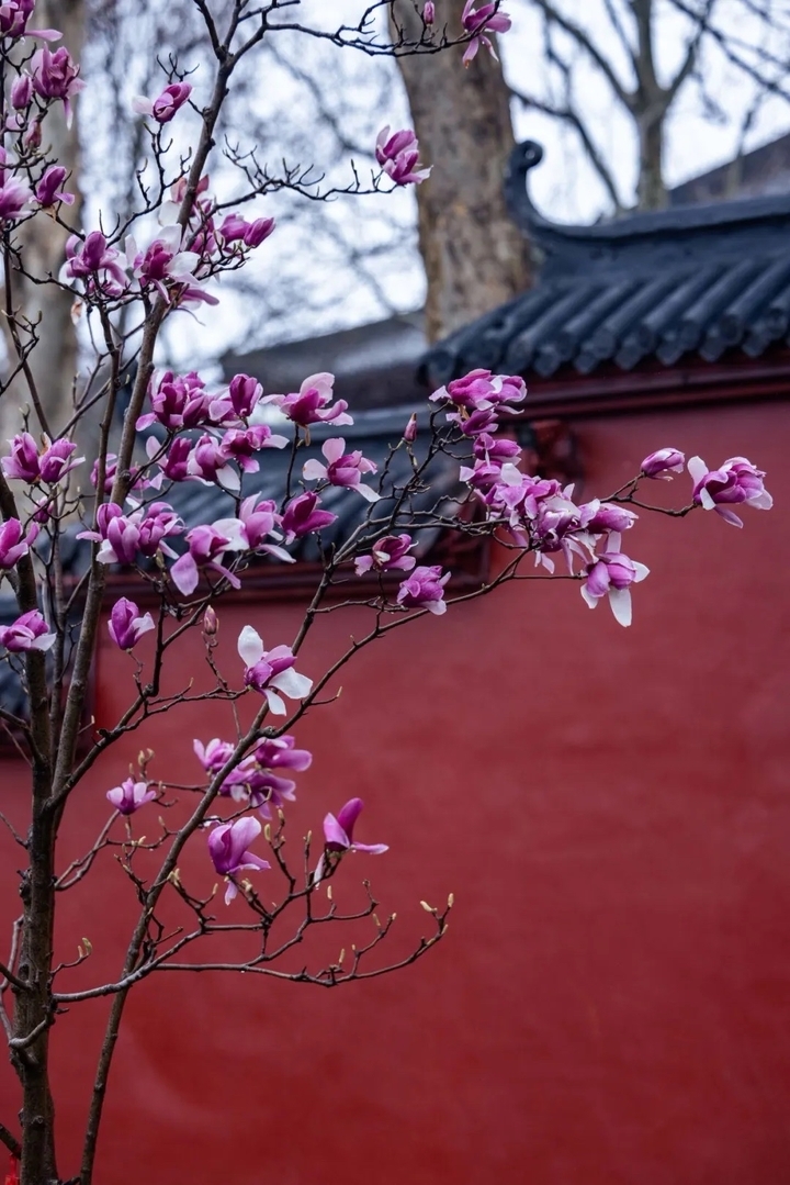 泉在济南过五一丨不负好春光！ 即刻出发，赴一场泉城“春日之约”