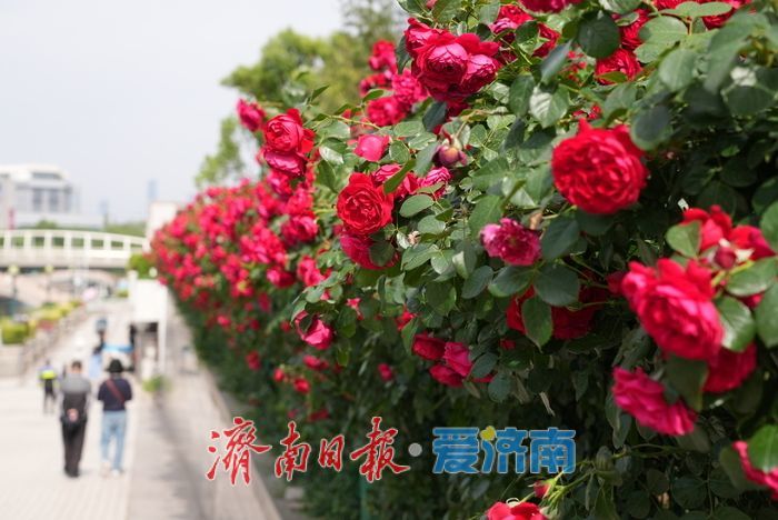 一年四季 泉在济南｜护城河畔月季绚烂绽放