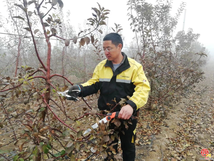 最美新农人｜刘学亮：扎根乡土四十载 苹果树下写春秋
