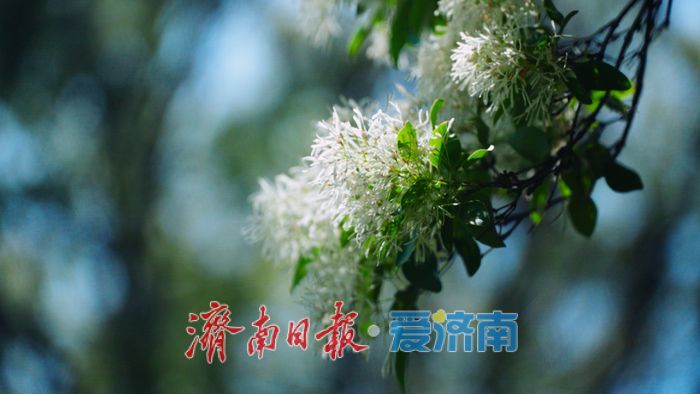 济南四月“飘雪”奇观！泉城公园流苏花海限时绽放，这份打卡指南请收好