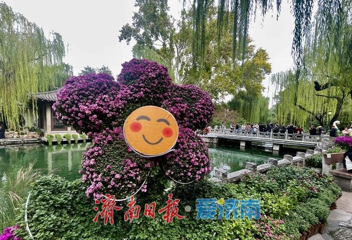 提前探营！趵突泉第46届金秋菊展静候绽放