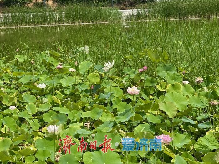 一年四季 泉在济南丨济南CBD荷花湖荷花盛放，绘就夏日美景