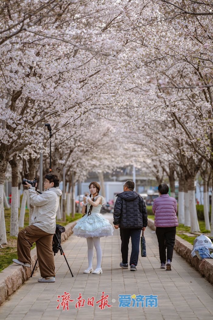 济南滨湖广场樱花盛放 春日浪漫氛围感拉满