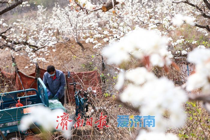 一年四季 “泉”在济南丨千亩梨花白胜雪 踏春赏花正当时