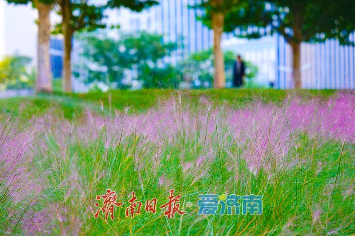一年四季 泉在济南丨泉城人才公园粉黛乱子草绽放如烟粉雾