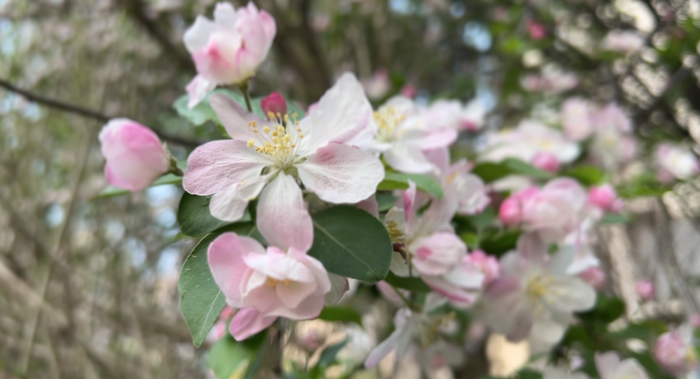 济南“赏樱经济”火热，“赏樱+露营”成不少人清明假期首选