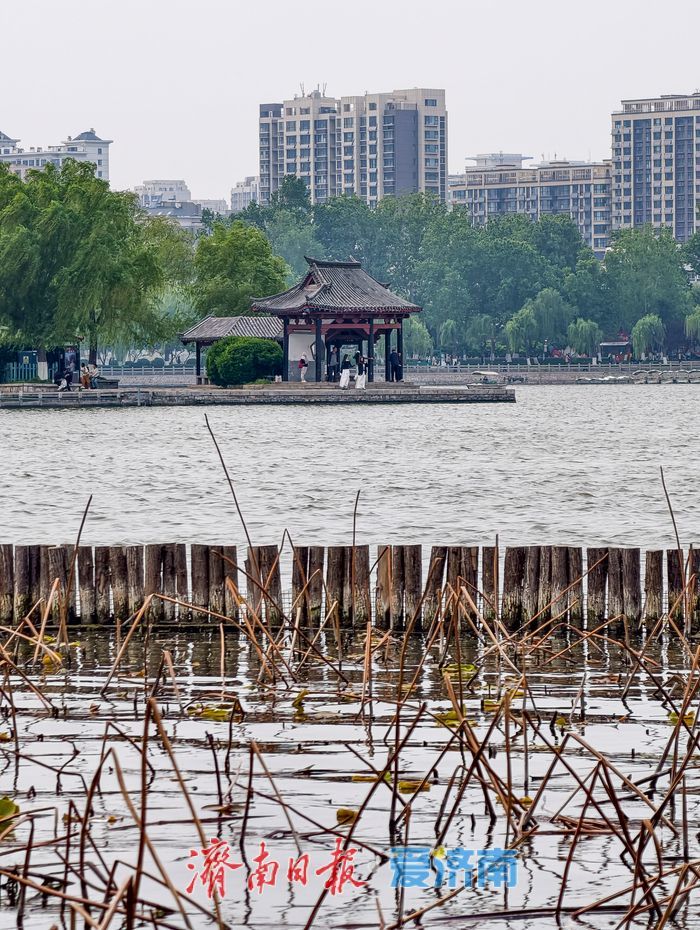 一年四季 泉在济南丨残荷新柳相映，大明湖春意正浓