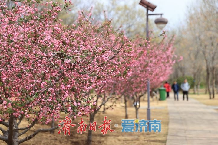 多彩花卉缤纷绽放，济南森林公园赏花正当时！