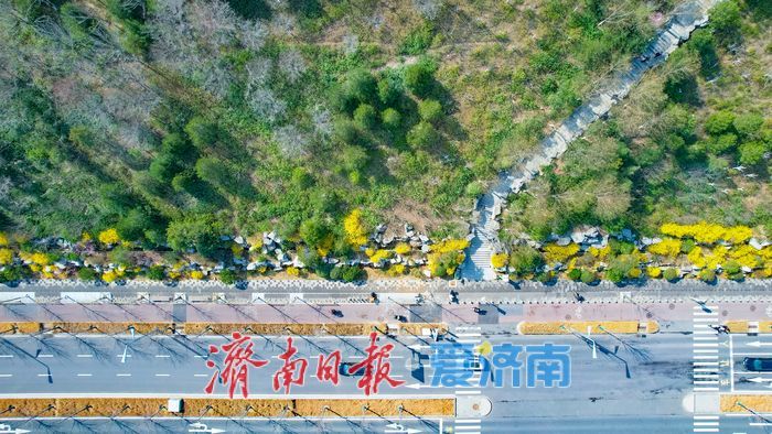 一年四季 泉在济南丨晴好沐春风 茂陵山公园春景正盛