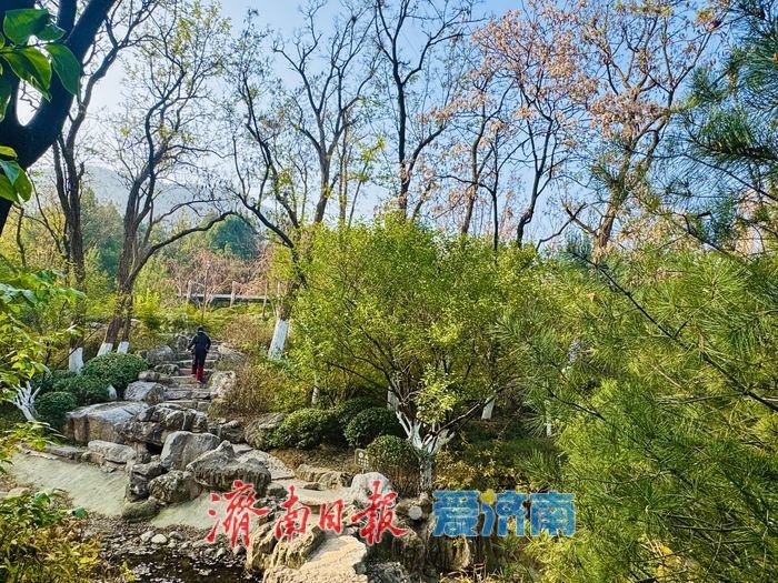 一年四季 泉在济南丨暖阳映彩林 游人赏景忙