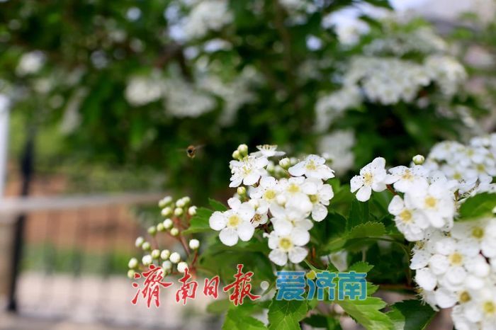 春日暖阳，带你奔赴浪漫花约，济南市特色林果赏花攻略来啦→