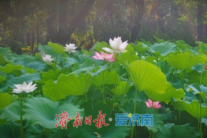 一年四季 泉在济南丨池塘荷花次第开 摄影达人竞相采风