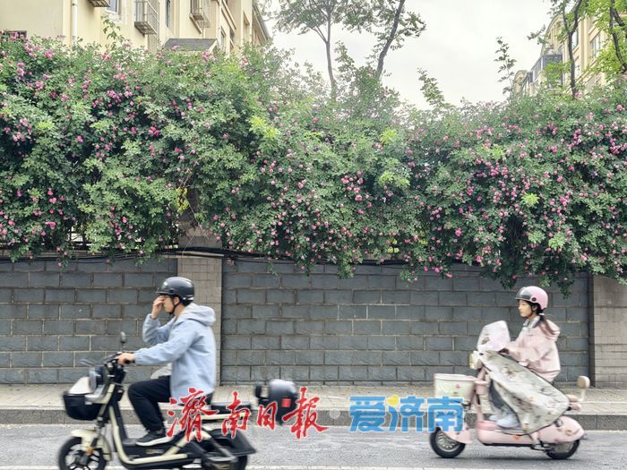 一年四季 泉在济南丨蔷薇“花廊”续写春日浪漫
