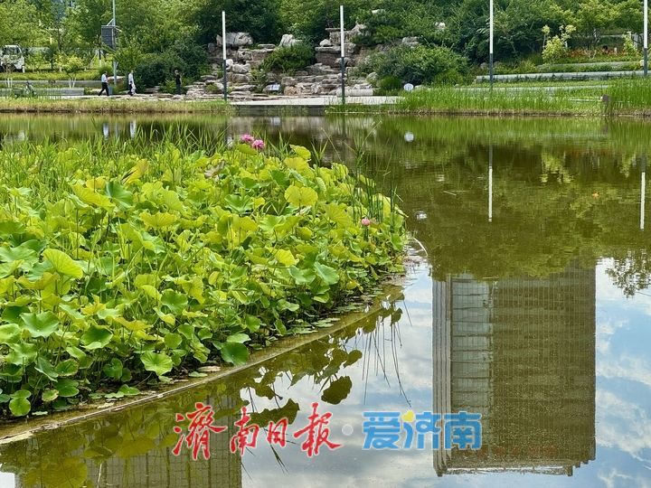 一年四季 泉在济南｜菡萏初绽CBD 泉城夏日添新景