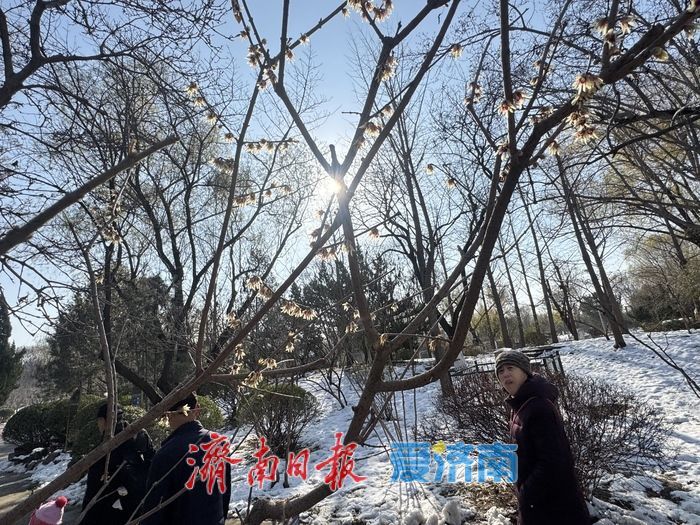 寒冬暗香溢泉城 泉城公园蜡梅迎冬绽放