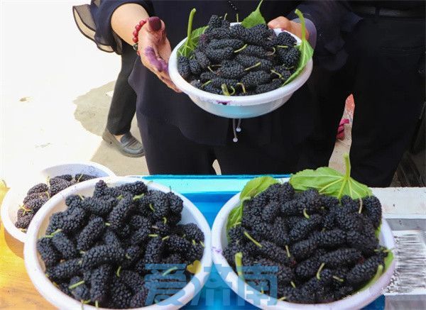 平阴夏日“葚”是美好！赴一场吃到满嘴紫红色的甜蜜之约