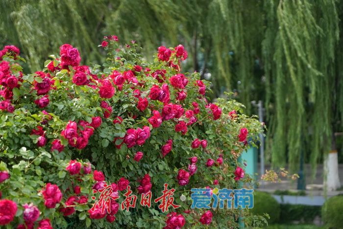 一年四季 泉在济南｜护城河畔月季绚烂绽放