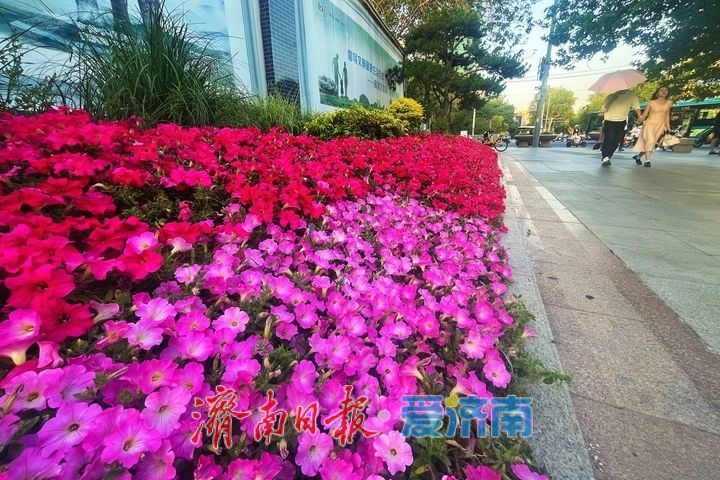一年四季 泉在济南丨初夏换新颜 精致花境扮靓街巷