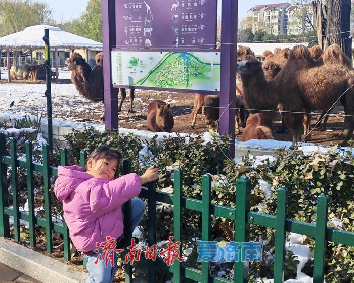 银装素裹 笑语满园——雪后济南动物园变身童趣天地
