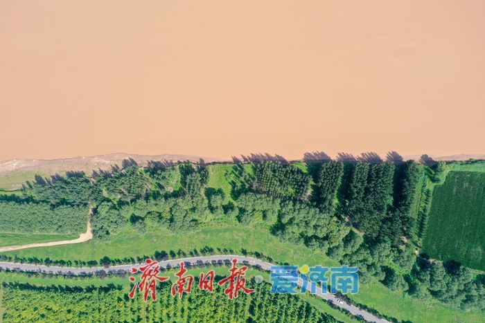 金色长廊映黄河，济南百里生态画卷徐徐展开