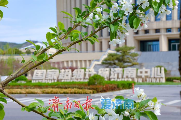一年四季 泉在济南丨济南超算中心旁海棠盛放 东部科创走廊添春日诗意