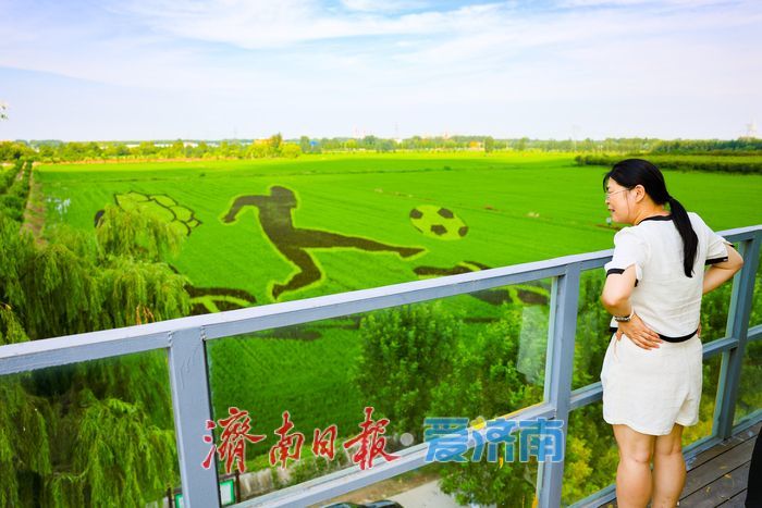 一年四季 泉在济南丨苌家庄稻田画扮靓泉城初秋画卷